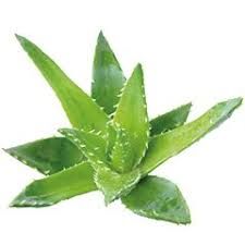 ALOE VERA : UNE PLANTE SUCCULENTE