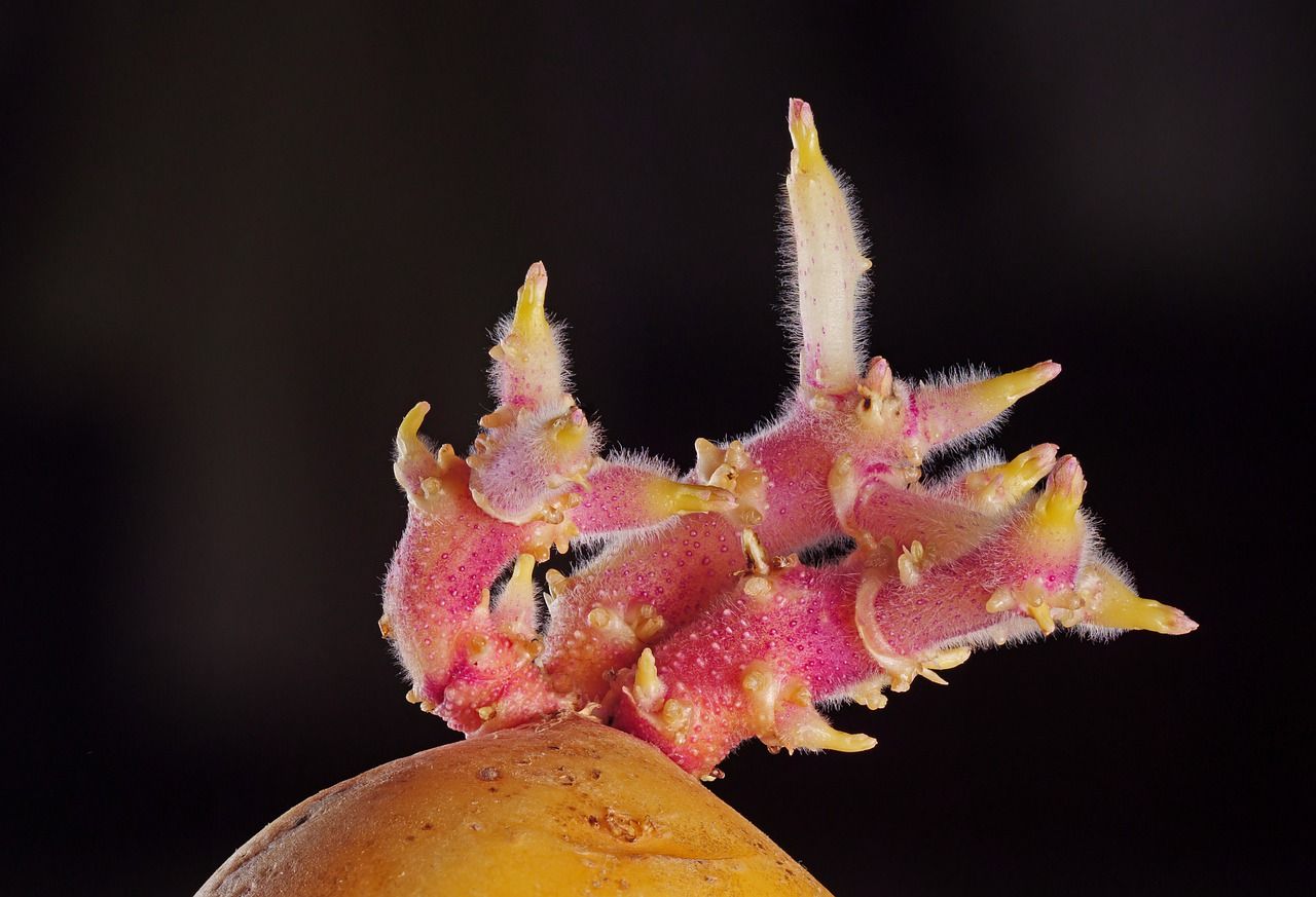 Cultiver la pomme de terre