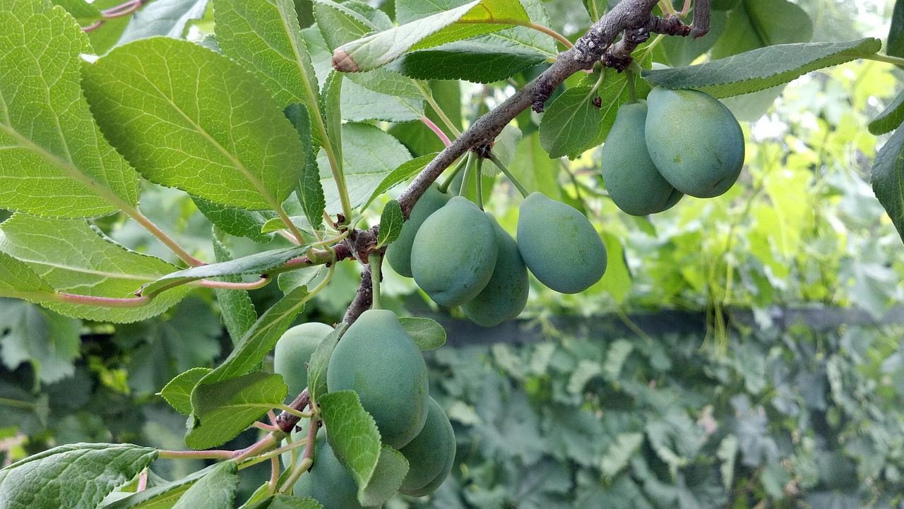 De la prune d'Ente au pruneau d'Agen 