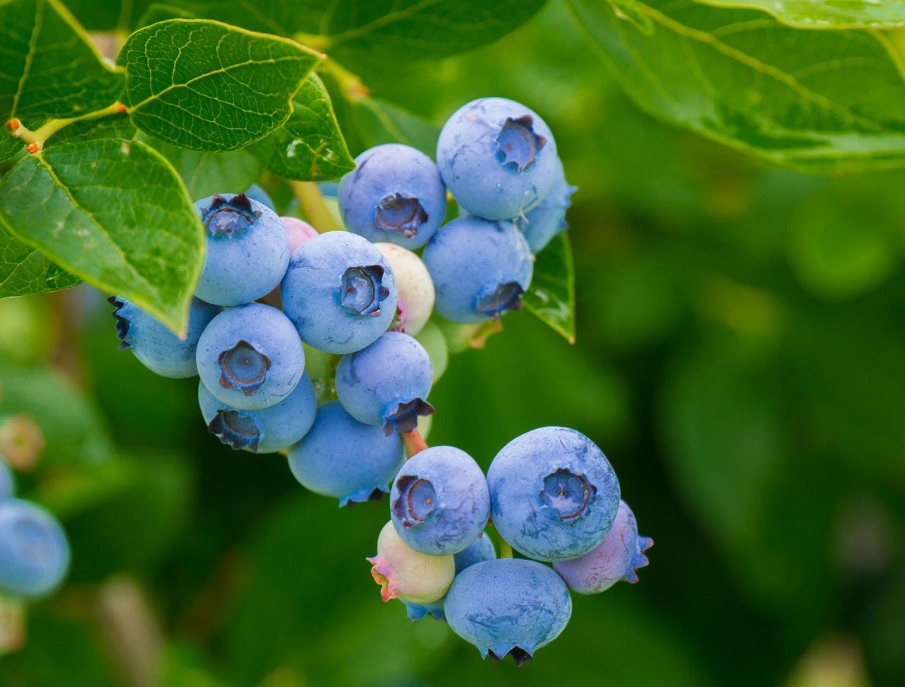 Des myrtilles dans son jardin
