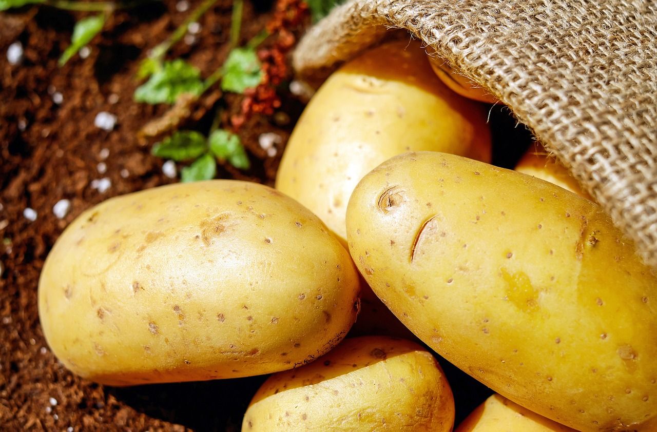 La pomme de terre : une histoire rocambolesque ! 