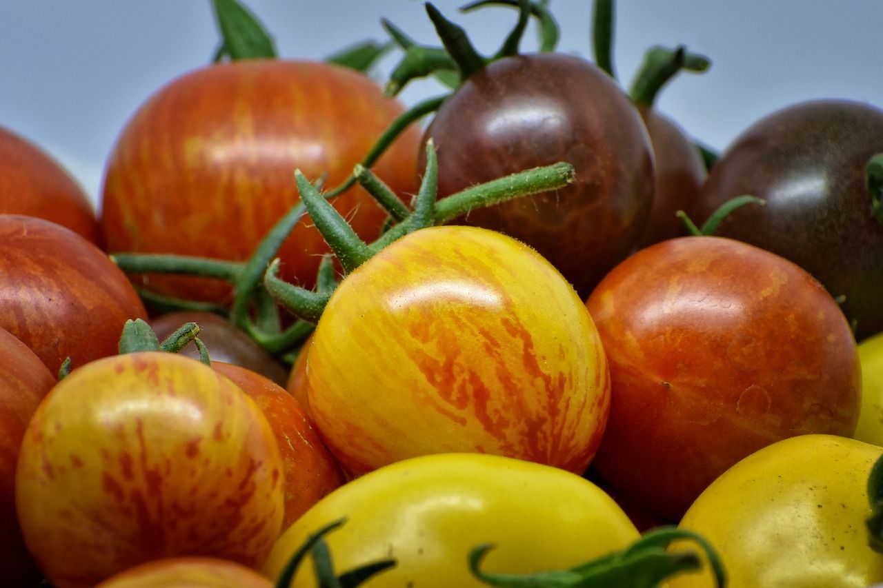 LA TOMATE : FRUIT OU LEGUME ?