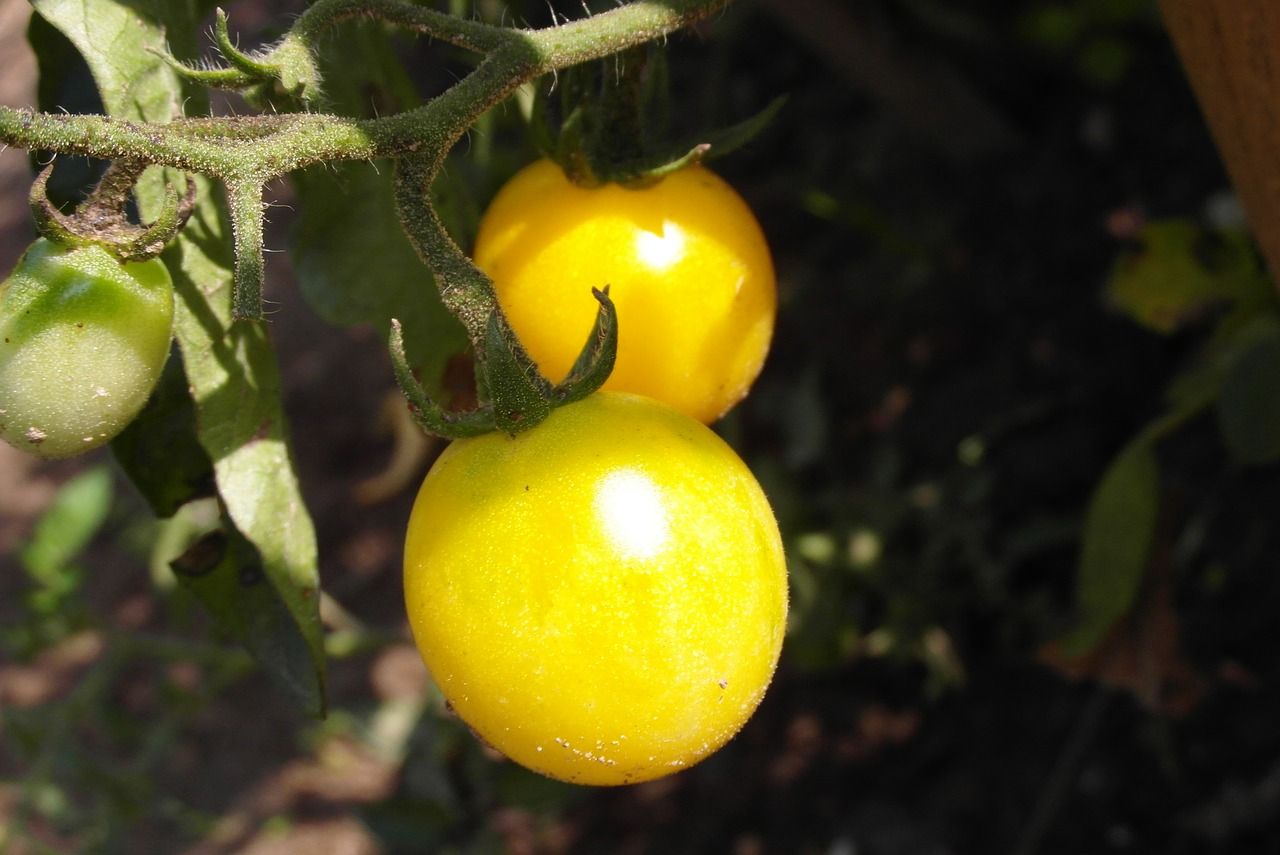 LA TOMATE REINE DE L'ETE