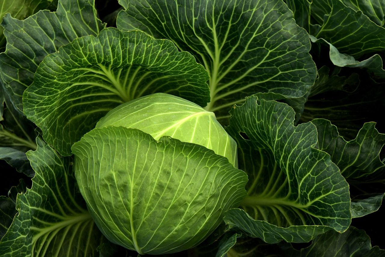 Le chou vert  au jardin 