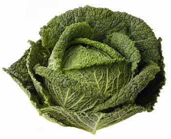 Le chou vert : 