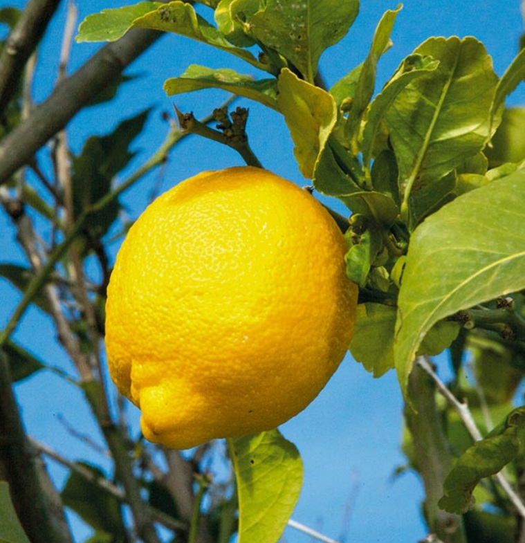 Le citron 