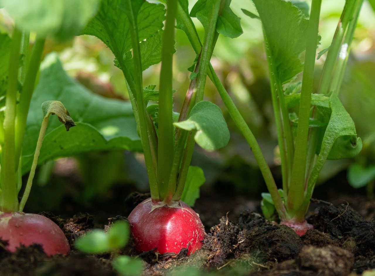Le radis : cultivons cultivons !