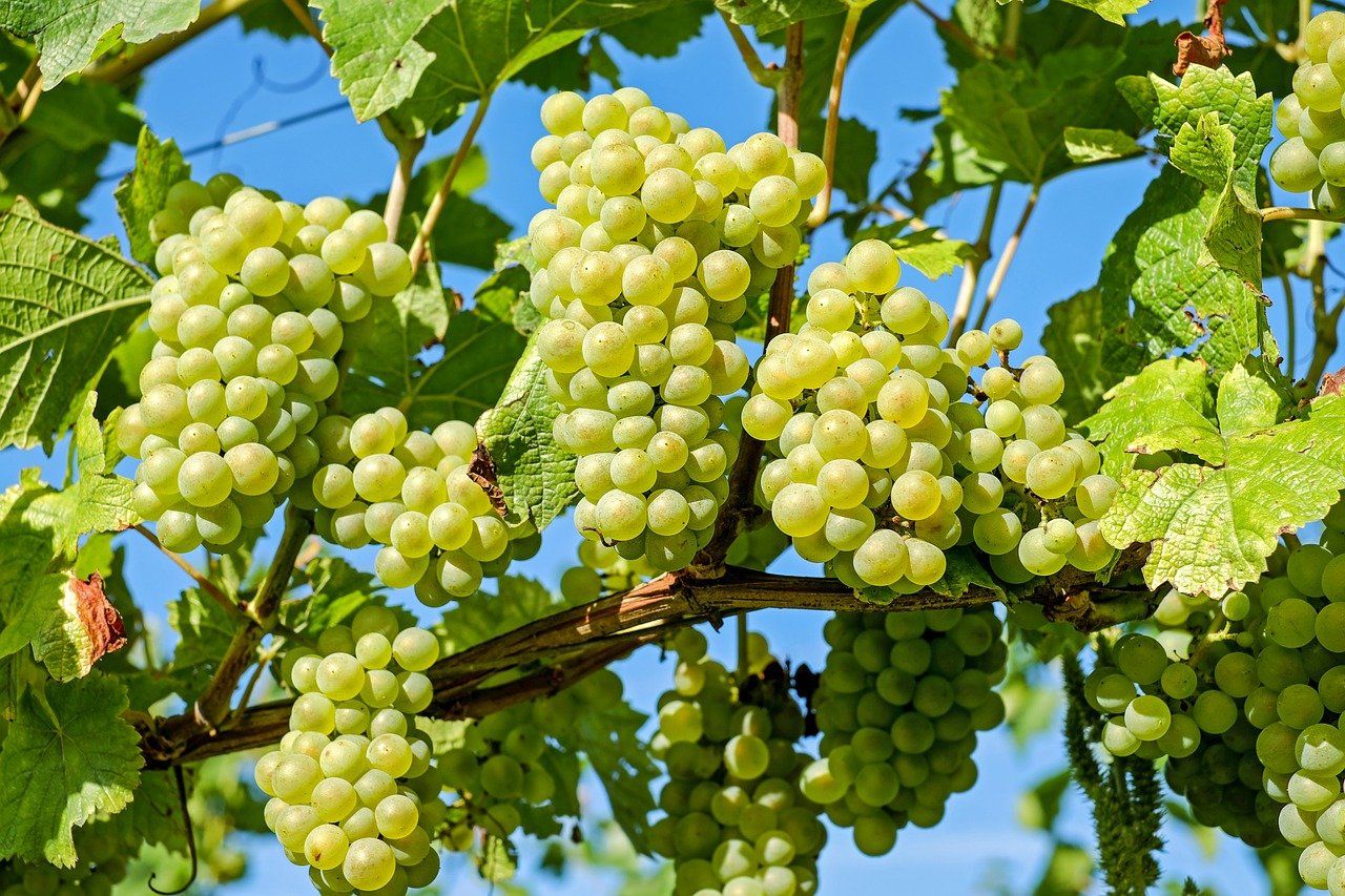 Le raisin , fruit des dieux