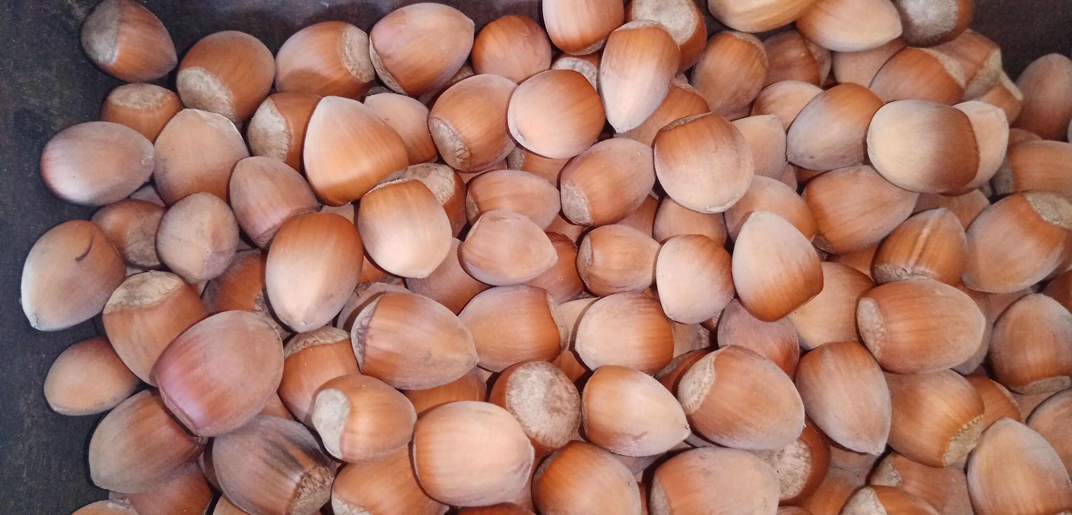 LES BIENFAITS DE LA NOISETTE
