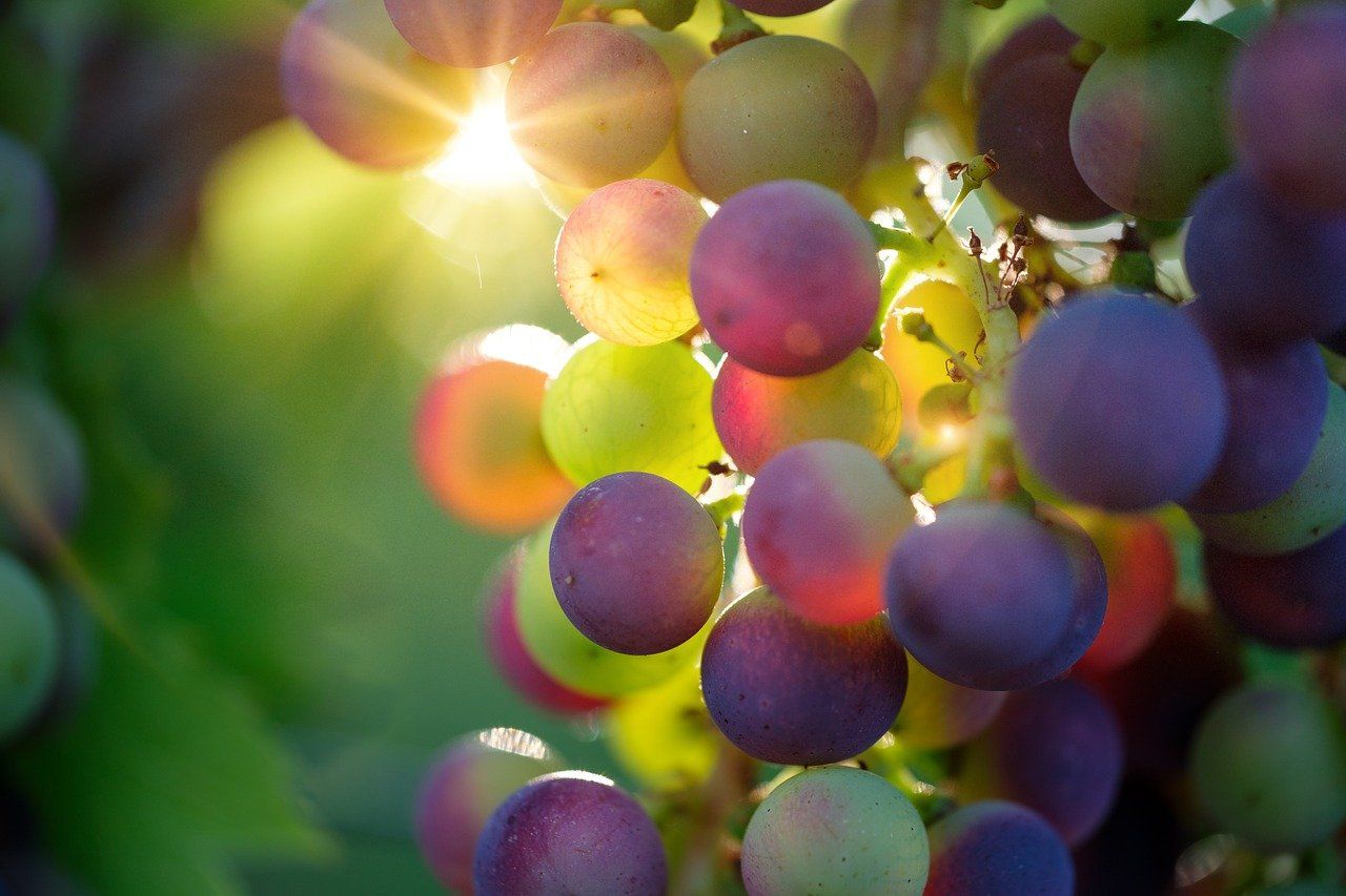 LES BIENFAITS DE LA VIGNE ET DU RAISIN