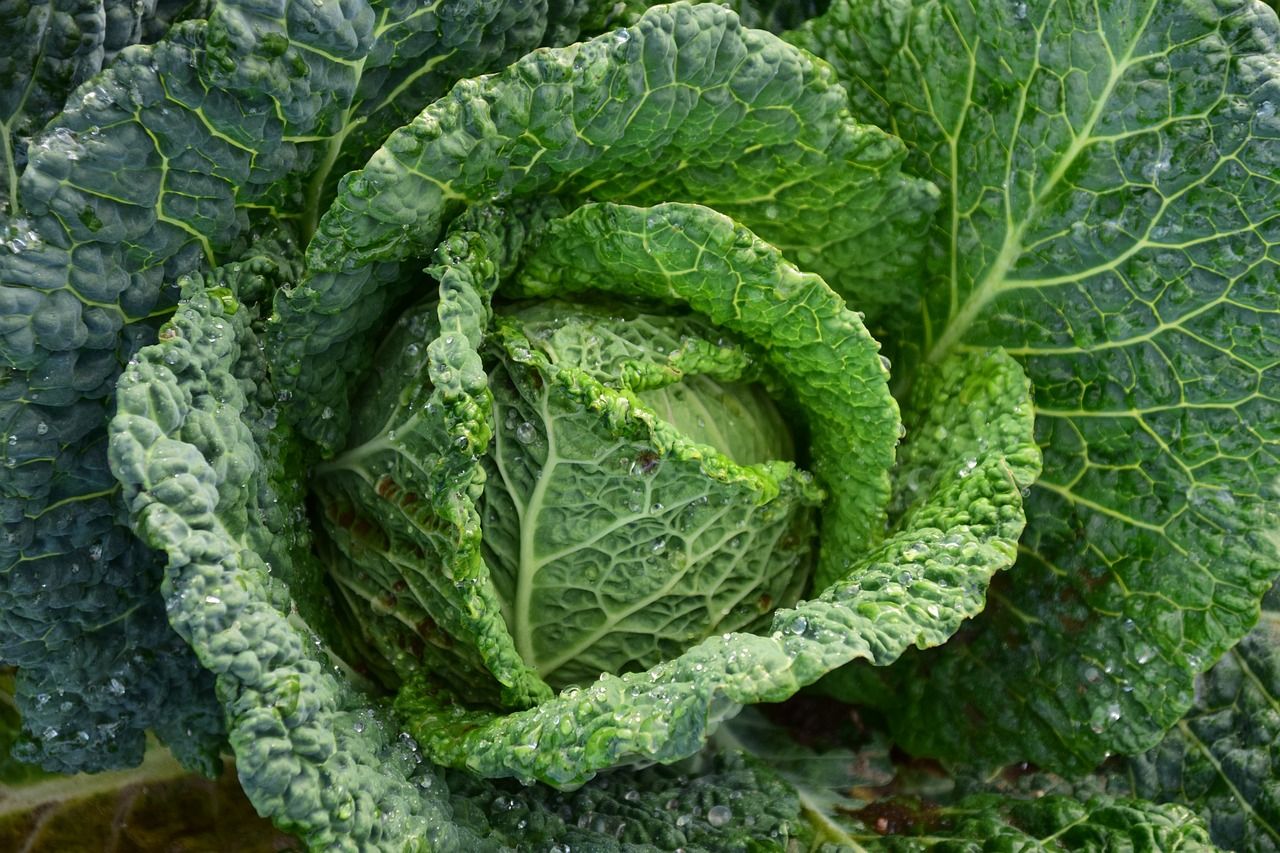 LES BIENFAITS DU CHOU VERT