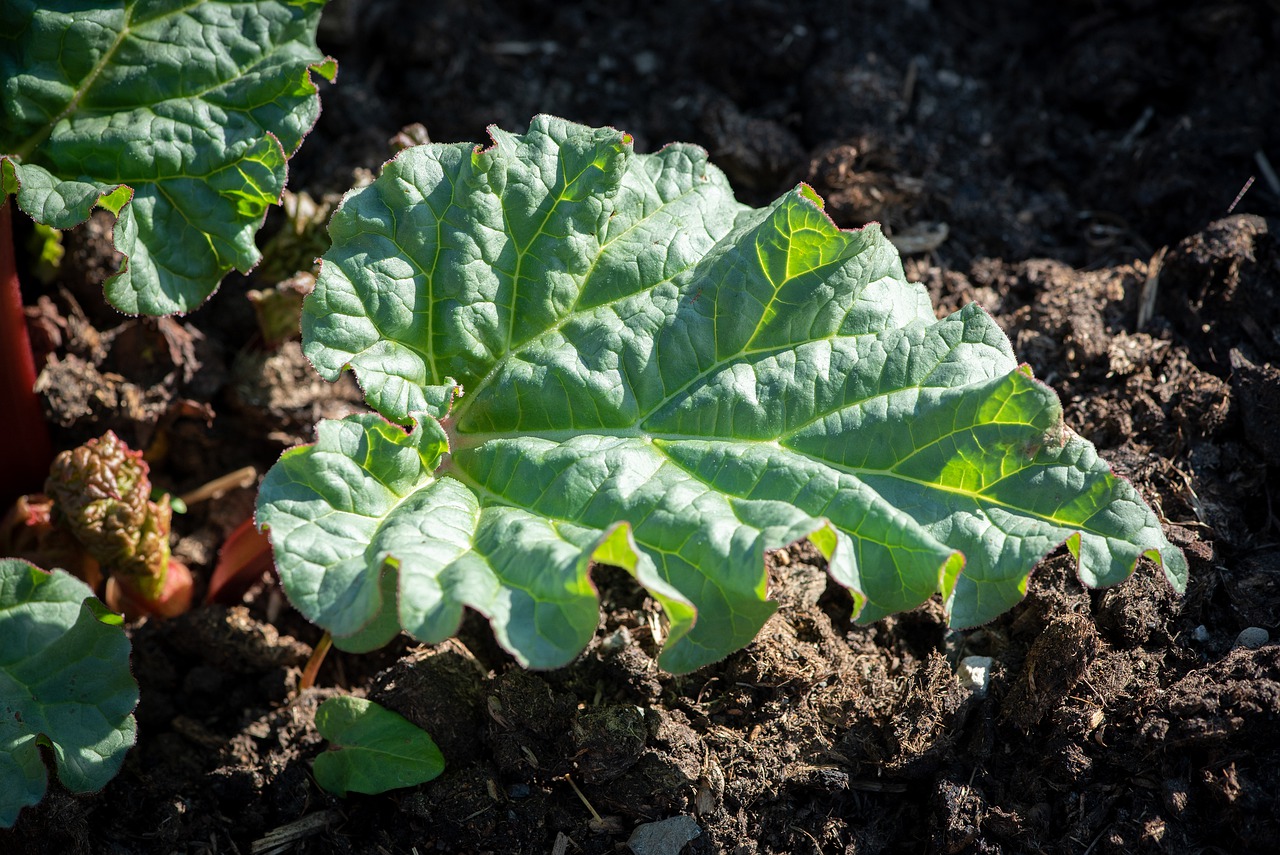 LES BIENFAITS SANTE DE LA RHUBARBE